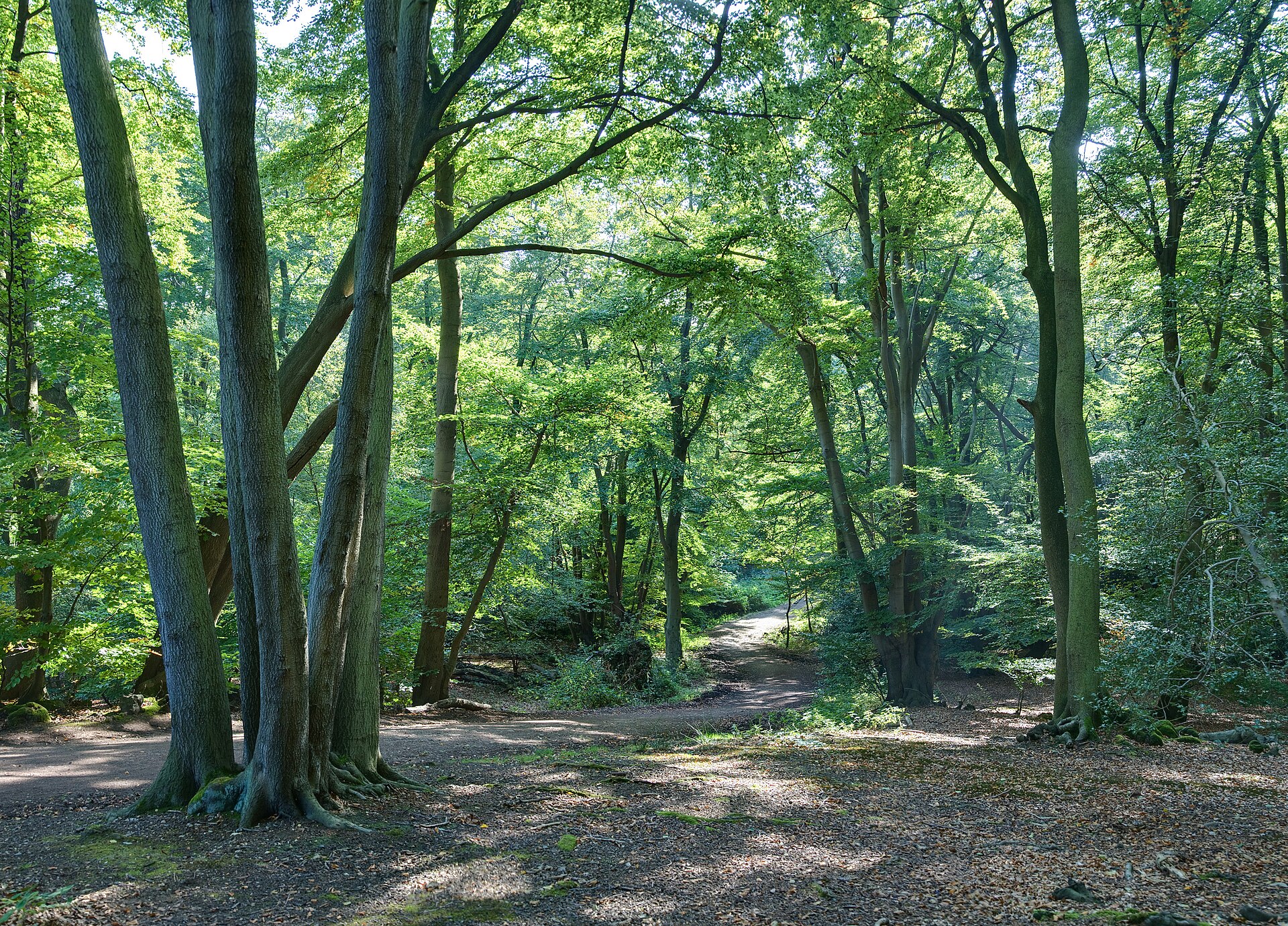 Epping Forest for removals in Essex