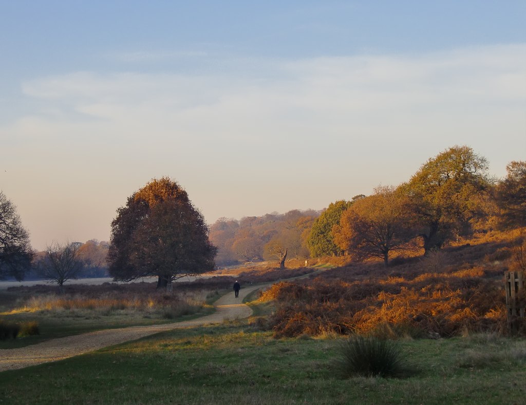 Richmond Park for removals in Richmond upon Thames